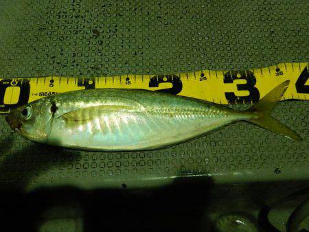 LUSTER『ラスター』 釣果