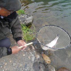 つりぼりあかし 釣果
