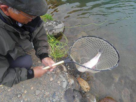 つりぼりあかし 釣果