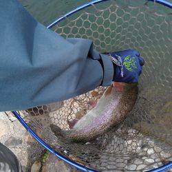 つりぼりあかし 釣果