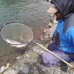 つりぼりあかし 釣果