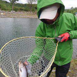 つりぼりあかし 釣果