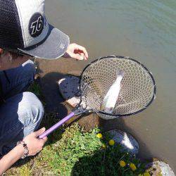 つりぼりあかし 釣果