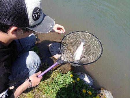 つりぼりあかし 釣果