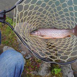 つりぼりあかし 釣果