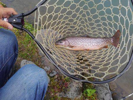 つりぼりあかし 釣果