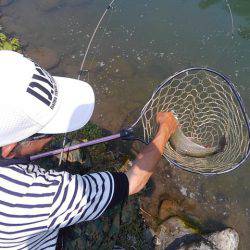 つりぼりあかし 釣果