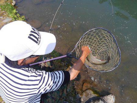 つりぼりあかし 釣果