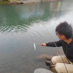 つりぼりあかし 釣果