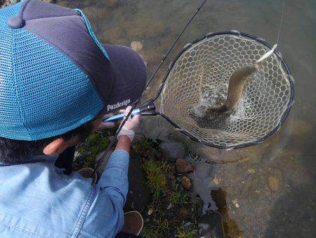 つりぼりあかし 釣果