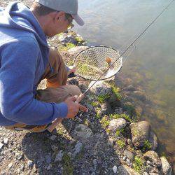 つりぼりあかし 釣果