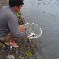 つりぼりあかし 釣果