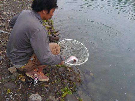 つりぼりあかし 釣果