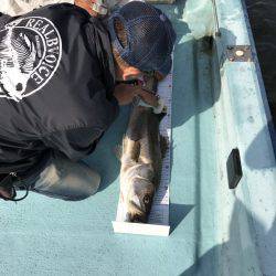 アマテラス 釣果