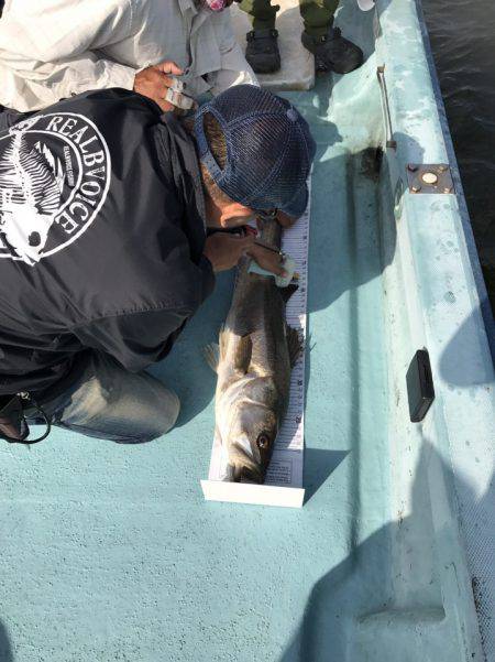 アマテラス 釣果