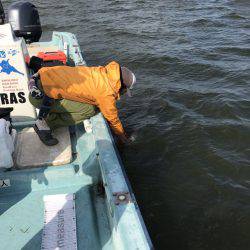 アマテラス 釣果