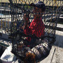 海の釣堀 海恵 釣果