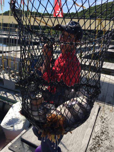 海の釣堀 海恵 釣果