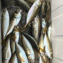 金沢八景鴨下丸 釣果