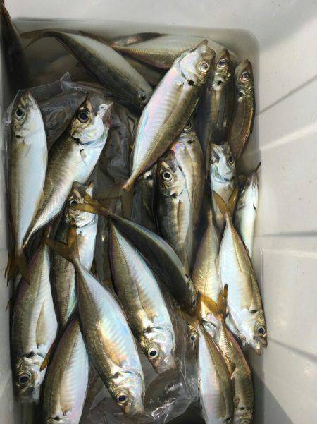 金沢八景鴨下丸 釣果