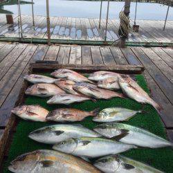 海の釣堀 海恵 釣果