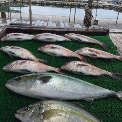 海の釣堀 海恵 釣果