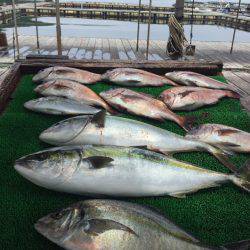 海の釣堀 海恵 釣果