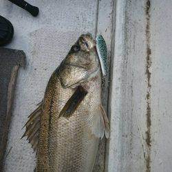 アマテラス 釣果