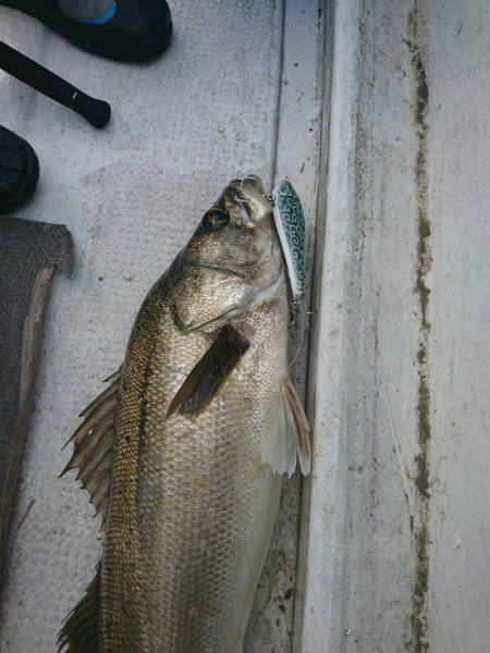 アマテラス 釣果