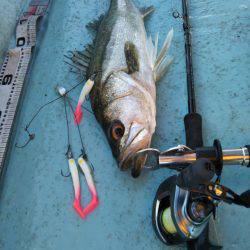 アマテラス 釣果