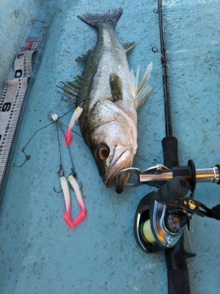 アマテラス 釣果