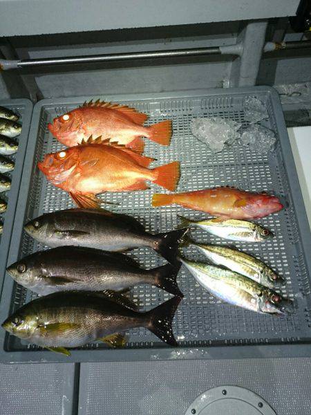 エンペラー 釣果