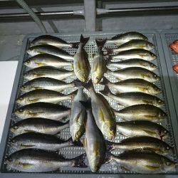 エンペラー 釣果