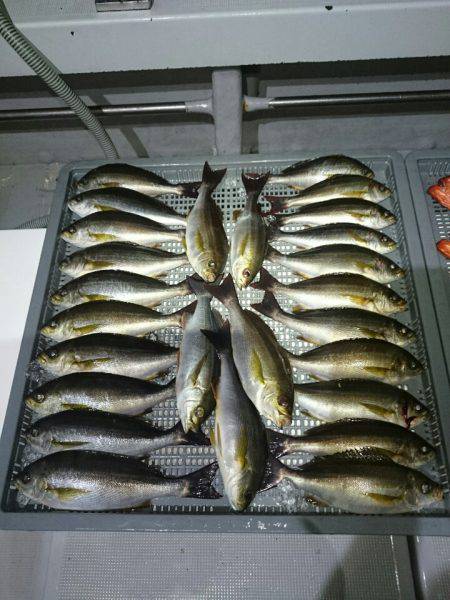 エンペラー 釣果