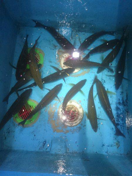 エンペラー 釣果