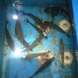 エンペラー 釣果