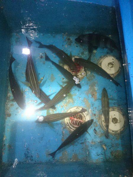 エンペラー 釣果