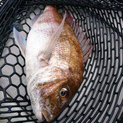 まるいち丸 ZERO-1 釣果