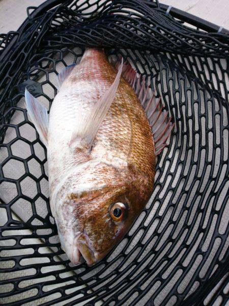 まるいち丸 ZERO-1 釣果