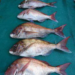 まるいち丸 ZERO-1 釣果