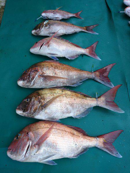 まるいち丸 ZERO-1 釣果