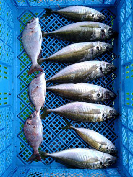 小島丸 釣果
