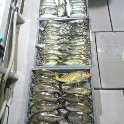 エンペラー 釣果