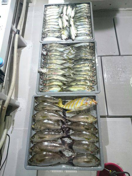 エンペラー 釣果