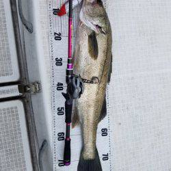 海龍丸（島根） 釣果