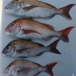 遊漁船 家入 釣果