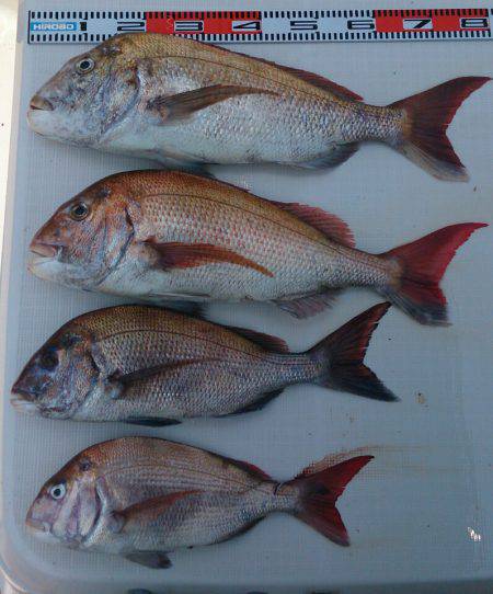 遊漁船 家入 釣果