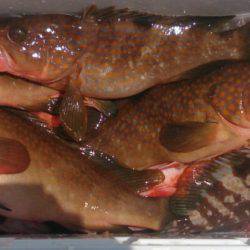 遊漁船 家入 釣果