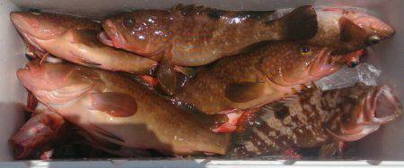 遊漁船 家入 釣果