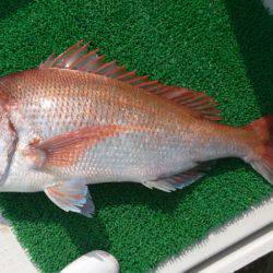 遊漁船 家入 釣果